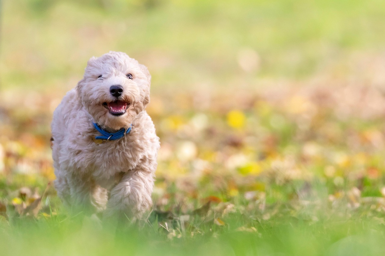 Cane felice che scodinzola, esprimendo gioia e benessere.