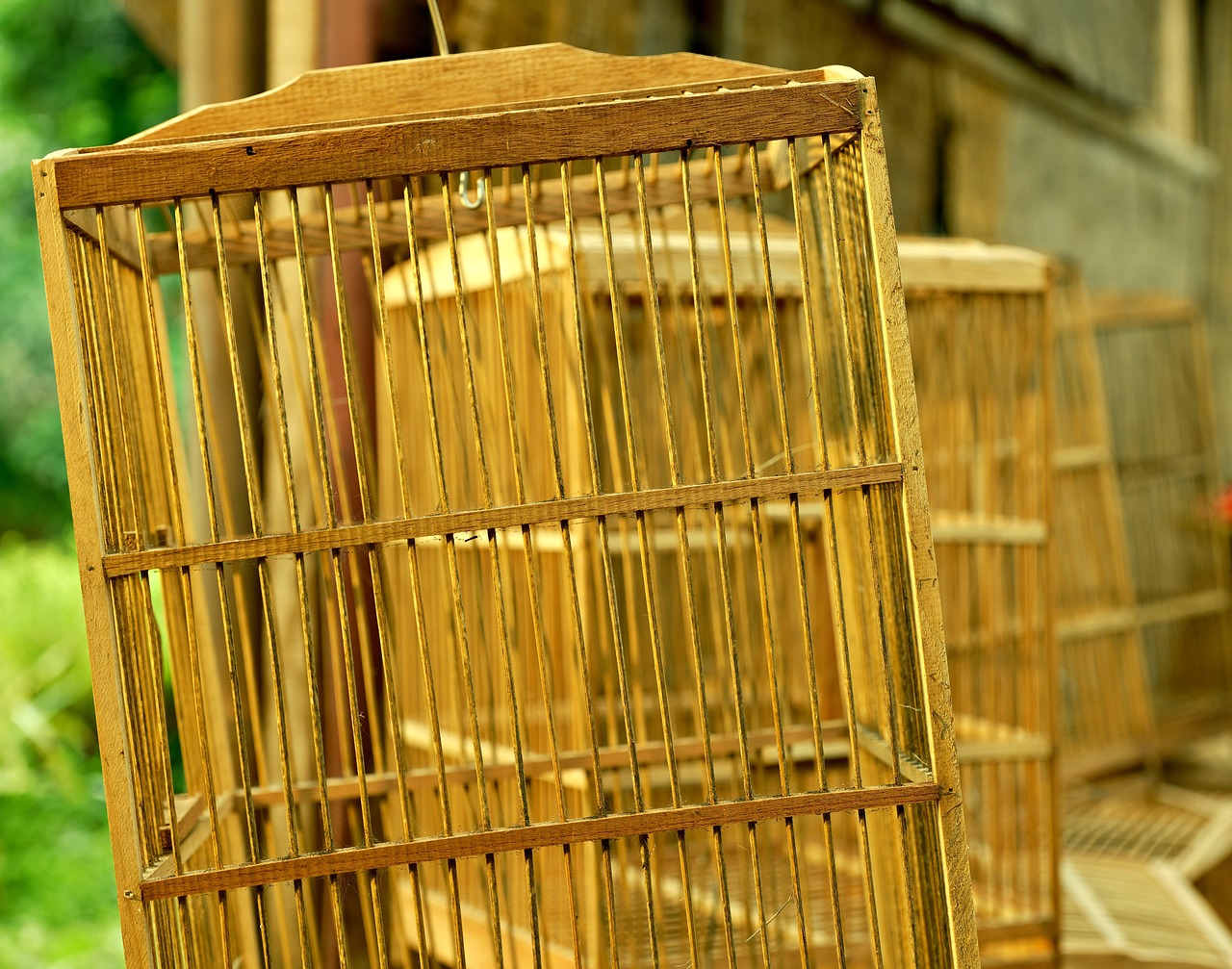 Pappagallo in una gabbia pulita, evidenziando l'importanza di una corretta igiene per la salute dell'animale.