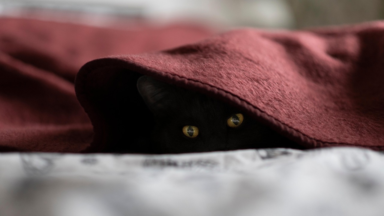 Gatto che osserva un uomo dormiente, riflettendo curiosità e affetto.