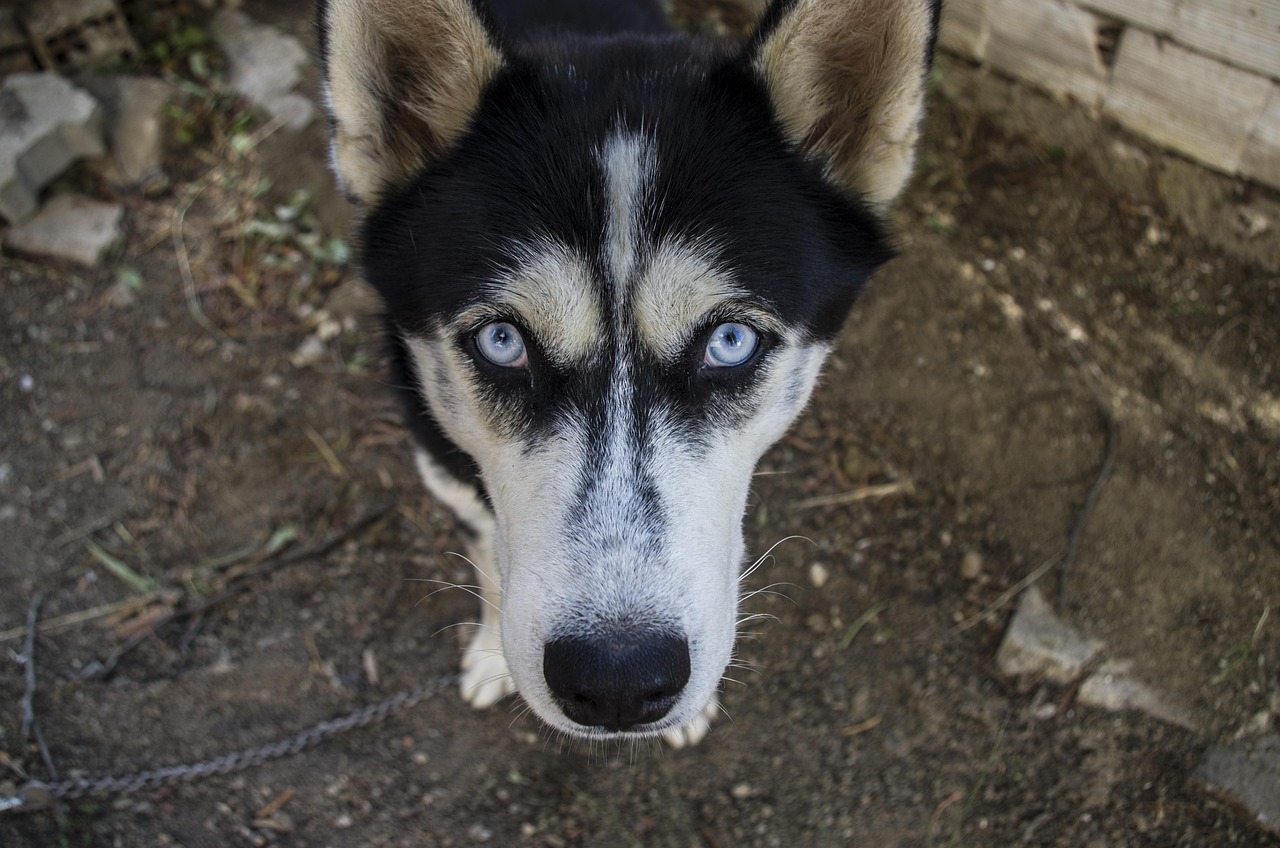 Cane che fissa intensamente il suo padrone, esprimendo emozioni e segnali di comunicazione.