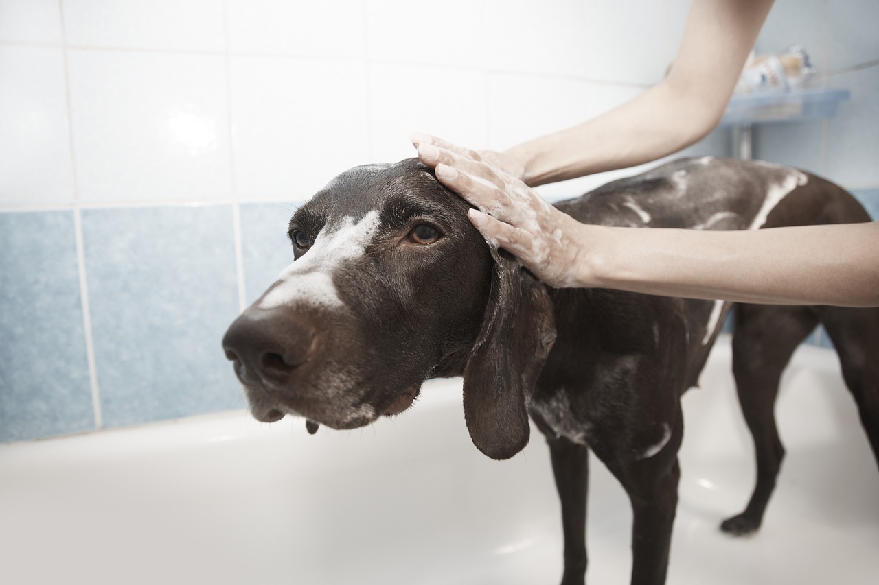 Cane triste accanto a un flacone di shampoo pericoloso per la pelle.