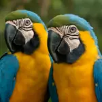 Ara blu e gialle caratteristiche e curiosità: scopri il lato meno noto di queste affascinanti specie