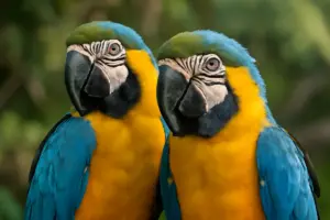Ara blu e gialle caratteristiche e curiosità: scopri il lato meno noto di queste affascinanti specie