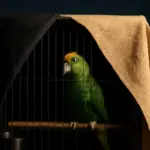 Coperture notturne per gabbie: quale materiale ostacola davvero la qualità del sonno dei pappagalli?
