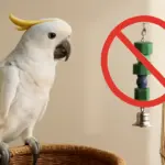 Come si riconoscono accessori tossici per cacatua? Segnali da non sottovalutare per proteggerli