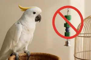 Come si riconoscono accessori tossici per cacatua? Segnali da non sottovalutare per proteggerli
