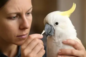 Pulizia delle narici nei cacatua: perché serve attenzione e il metodo delicato che aiuta