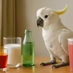 Bevande accessorie per cacatua: servono davvero o rischiano di alterare la dieta?
