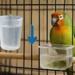 Qual è la giusta quantità di acqua da lasciare ai volatili esotici? Il segreto per evitare disidratazione e muffa