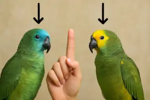 Come distinguere tra un amazzone fronte blu e fronte gialla? La differenza visiva che pochi notano